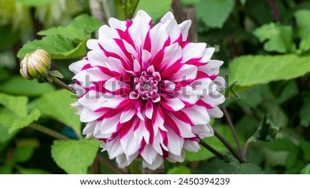 flower isolated on nature background, closeup macro detailed shot High quality photo. 
