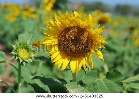 One sunflower is in the center of the picture.