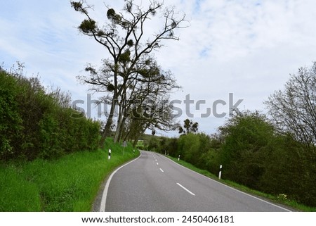 country road with mistletoe trees above