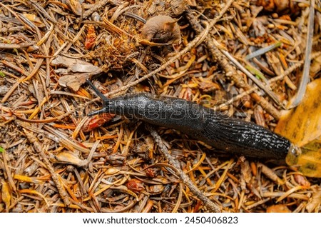 the red slug (Arion rufus, also known as large red slug, chocolate arion, European red slug;  the family Arionidae (the roundback slugs) Royalty-Free Stock Photo #2450406823