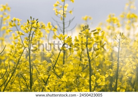 Background of blooming yellow rapeseed in the field. Bright yellow rapeseed oil. Rapeseed cultivation. Royalty-Free Stock Photo #2450423005
