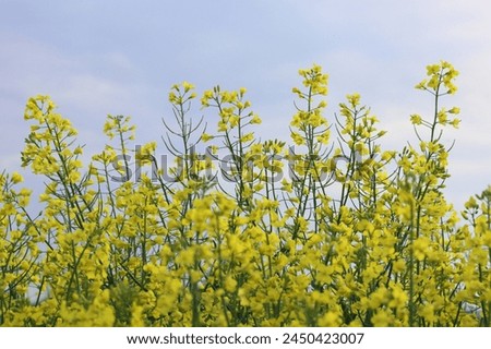 Background of blooming yellow rapeseed in the field. Bright yellow rapeseed oil. Rapeseed cultivation. Royalty-Free Stock Photo #2450423007