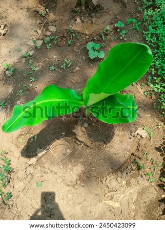 Stunning close-up of small Musa Paradisiac a(vazha,Plantains,Banana tree,Ethakkai) on a farmland ultra hd hi-res jpg stock image photo picture selective focus vertical background top or aerial view 