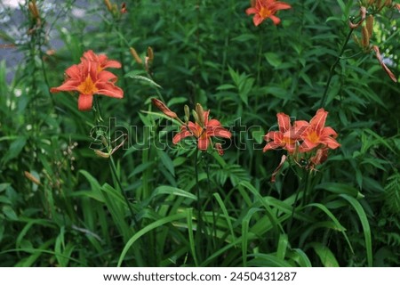 Orange day lily (Hemerocallis) beside an old country road. Day lilies are rugged, adaptable, vigorous perennials and comes in a variety of colors Royalty-Free Stock Photo #2450431287