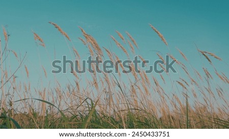 Grass Swaying In Meadow Against Background Of Sunrise. Cat-Tail Grass On Nice Blue Sky Background.