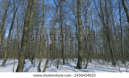 Beautiful Winter Forest Landscape With Sunlight. Snow Melts In Forest. Shadows Of Trees From Rays Of Sun.