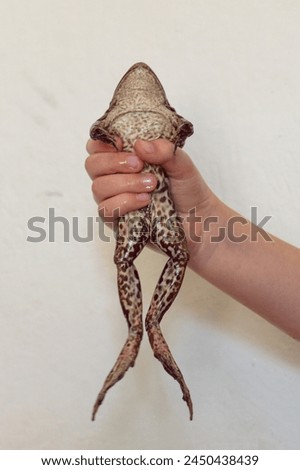 Frog in hands on white background stretched. High quality photo