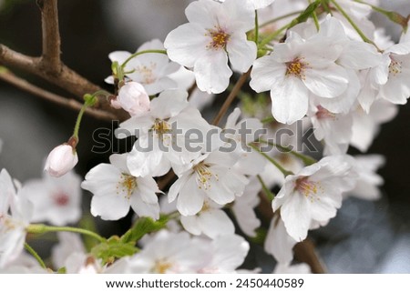 Flower branch with many white Someiyoshino cherry blossoms blooming against the blue sky. Royalty-Free Stock Photo #2450440589