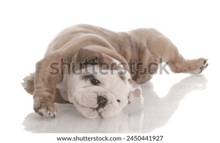 brown dog puppies funny smiling puppy dog a paw and cute puppy on white background