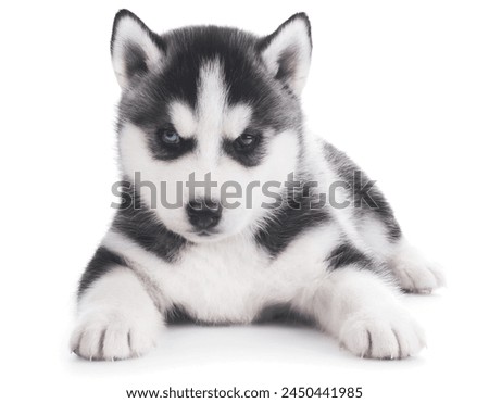 black and white dog puppies funny smiling puppy dog a paw and cute puppy on white background