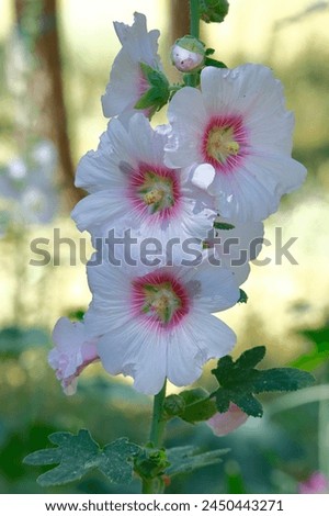 Stockroses Alcea rosea in the park. Pink red and white stock roses flowers.
