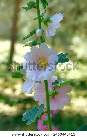 Stockroses Alcea rosea in the park. Pink red and white stock roses flowers.