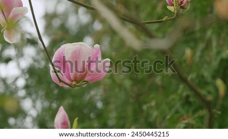 Natural Abstract Background. Pink Magnolia Flowers On The Branches. Close up.