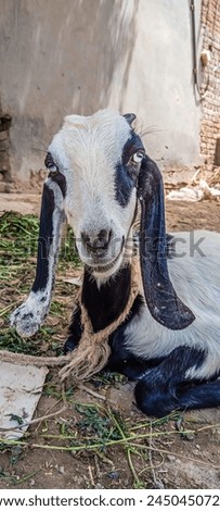 Goat front look at the camera 2024 fresh picture 