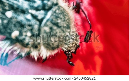 Blossom feeder (Epicometis hirta) from forest-steppe zone of Ciscaucasia. Ultra macro portrait: mandibulate (chewing jaws), feeler and the stamen of a flower as a food object. A pest of fruit trees Royalty-Free Stock Photo #2450452821