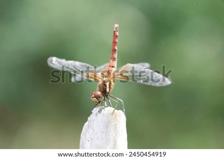 Sympetrum speciosum red dragonfly in Osaka, Japan Royalty-Free Stock Photo #2450454919