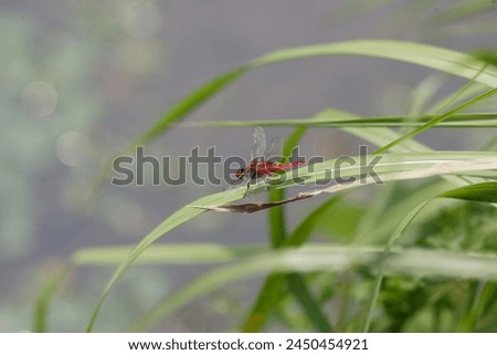 Sympetrum speciosum red dragonfly in Osaka, Japan Royalty-Free Stock Photo #2450454921