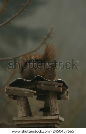 Brown squirrel on a bird feeder