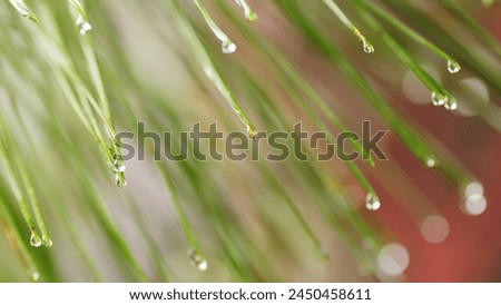 Fresh Pine Twigs On A Rainy Day. Conifer Evergreen Pine Tree Branches. Natural Outdoor Concept. Close up.