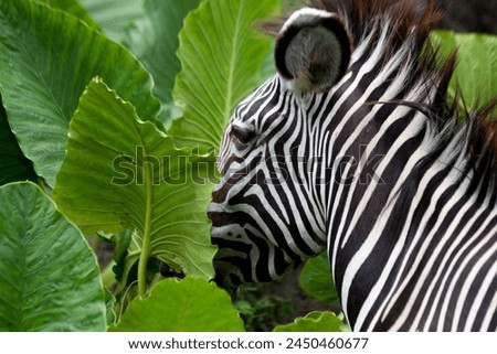 optical illusion of a normally shaped zebra's muzzle