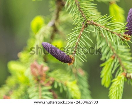 A young female cone of ordinary spruce, it is pink and its scales invitingly open in anticipation of pollen. Young cones of a Blue Spruce. Young fir cone on the fir tree branch in spring. Royalty-Free Stock Photo #2450462933