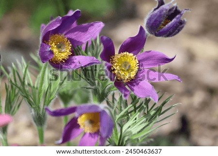 Pasque flower, beautiful spring flowers, Pulsatilla vulgaris. Royalty-Free Stock Photo #2450463637