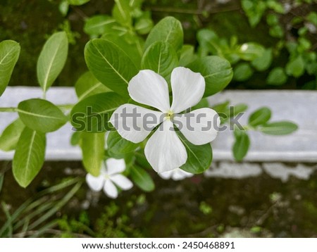 Catharanthus roseus is beautiful white when it blooms