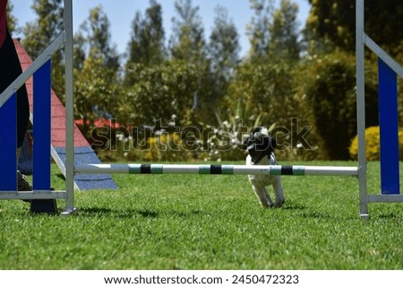 Dog Agility Outdoors Competition Jumping