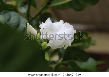 High Quality White Jasmine, Jasmine Flower Photography, White Jasmine Stock Photo, Jasmine Close-Up Macro Photo