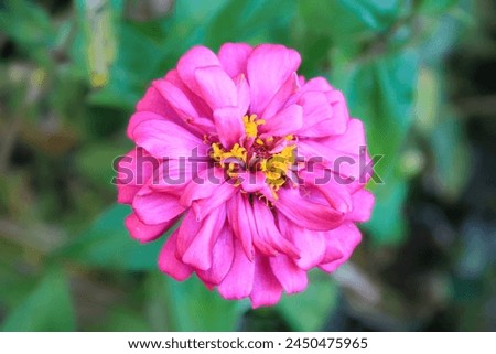 High Quality of Pink Flower, Pink Flower Photography, Pink Blossom Stock Photo, Flower Close-Up Macro Photo