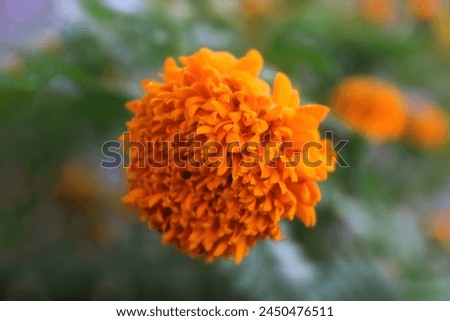 High Quality Orange Marigold. Orange Flower in the Garden. Orange Flower Close-Up Macro Photo. Orange Blooms Floral Stock Photo