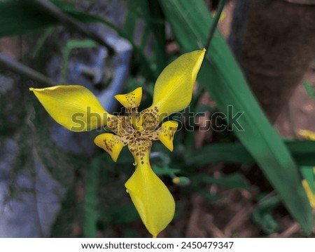 Beautiful Nature - Yellow Flower