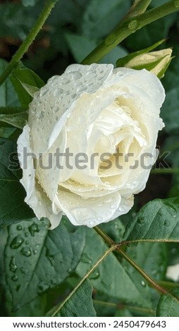 Close-up of a white rose with water droplets on petals, isolated on a background of green leaves. Fresh and dewy floral image, perfect for nature and beauty concepts.
