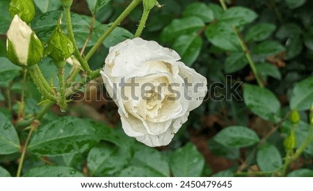 Close-up of a white rose with water droplets on petals, isolated on a background of green leaves. Fresh and dewy floral image, perfect for nature and beauty concepts.
