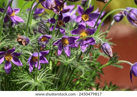 Pasque flower, beautiful spring flowers, Pulsatilla vulgaris. Royalty-Free Stock Photo #2450479817
