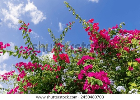 Vibrant bougainvillea flowers burst with pink hues, intertwined with delicate plumbago blooms under a clear blue sky, creating a stunning natural spectacle
