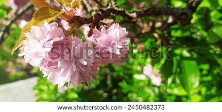 Japanese pink flowering cherry close up in UK April 17 2024