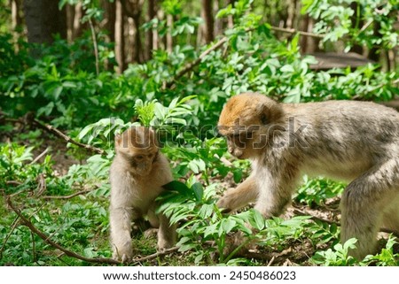 The magot, or Barbary monkey, or Maghreb macaque, or tailless macaque, is the only monkey living wild in Europe