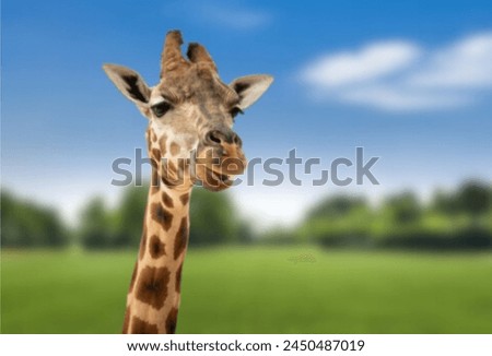 Beautiful giraffe in the forest of Africa\\Beautiful giraffe in the forest of Africa 