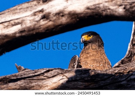 A hawk perched upon a tree trunk in a central India Forest called Churna. Located in Madhya Pradesh India. Royalty-Free Stock Photo #2450491453