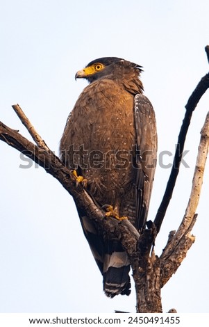 A hawk perched upon a tree trunk in a central India Forest called Churna. Located in Madhya Pradesh India. Royalty-Free Stock Photo #2450491455