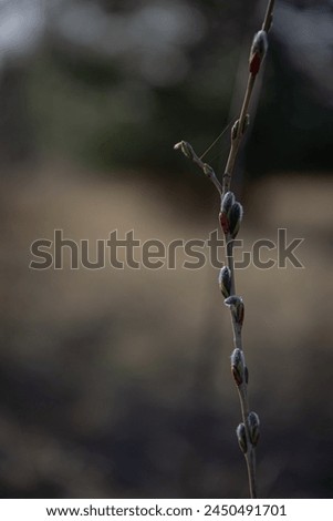 Vertical picture of goat-willow blooming