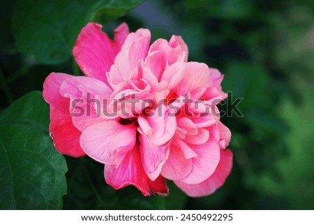 Closeup of blooming pink double hibiscus flower isolated on blurry green background 