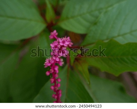 Phytolacca icosandra, sometimes known as button pokeweed or tropical pokeweed. Closeup, selective focus