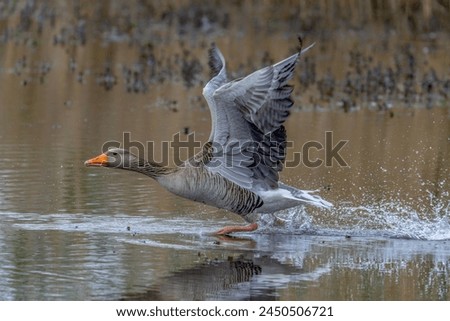 Greylag Goose (Anser anser)  taking off from water. Gelderland in the Netherlands.                                                                