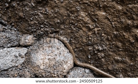 small snake crawling between wet rocks, Malang, April 17, 2024