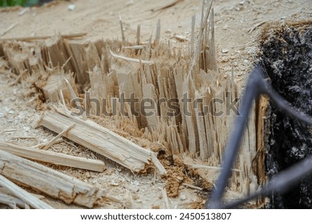 wood cutting down big trees , ex , firewood log at nature background.