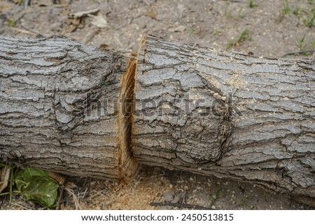 wood cutting down big trees , ex , firewood log at nature background.