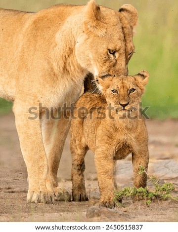 A lioness and cub standing on dirt
