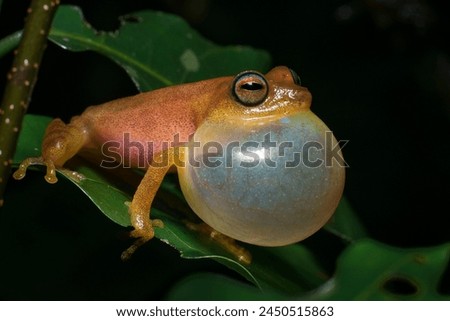 A close up of a frog
